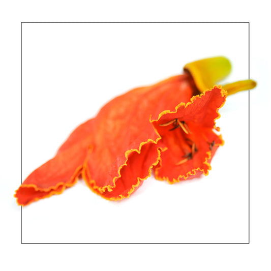Flames of flamingo