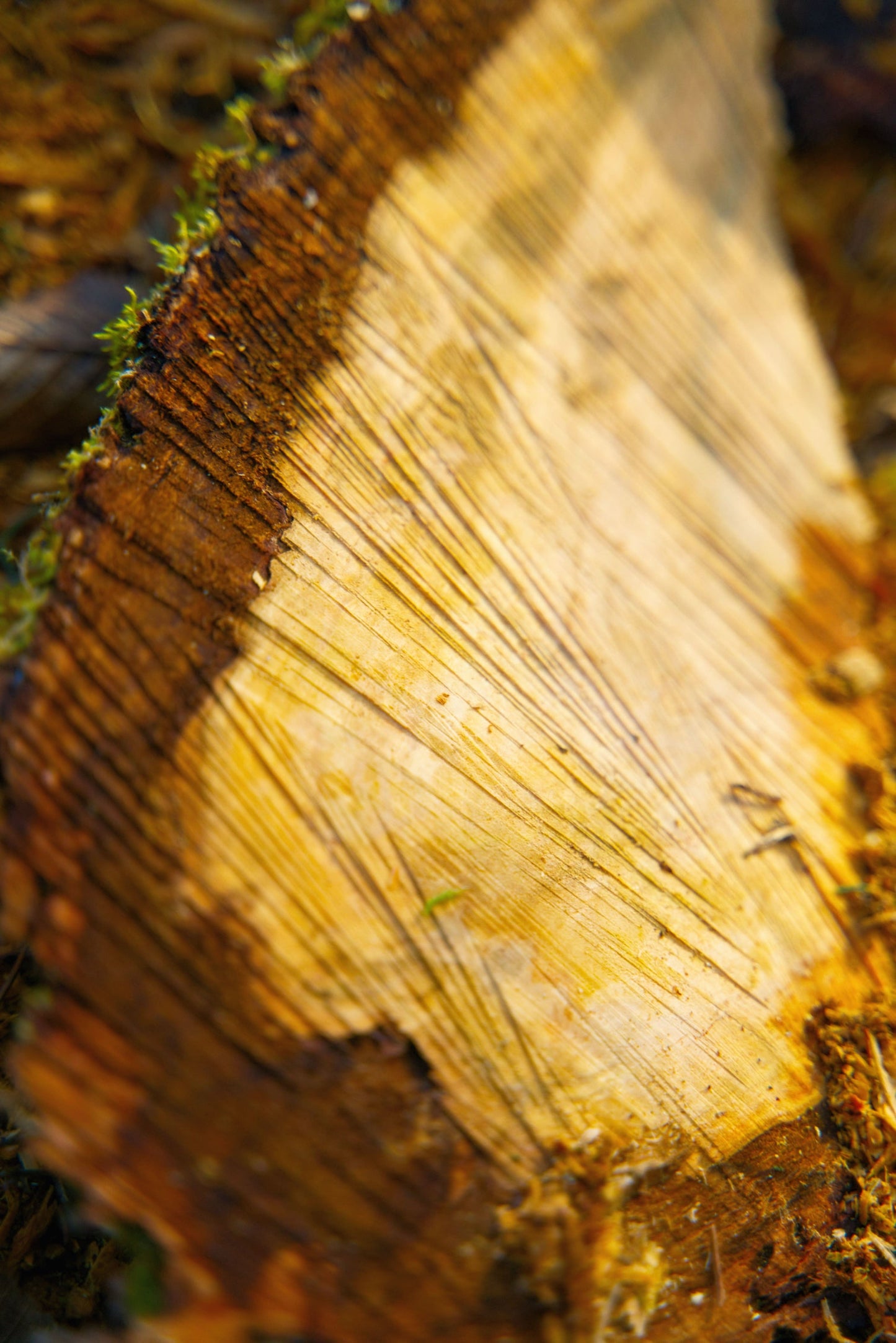The inner workings of wood