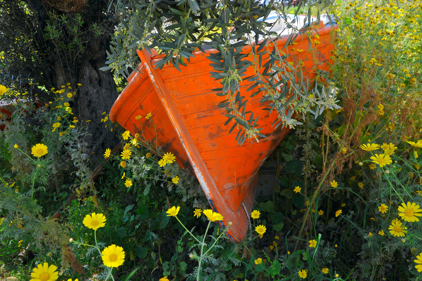 Sailing meadow