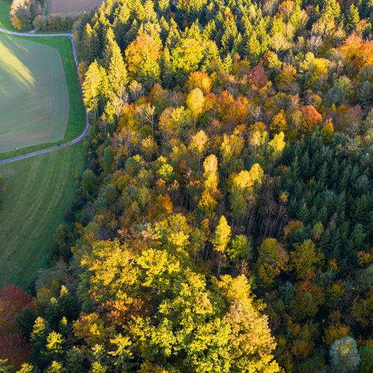 Orange lines of trees in flow