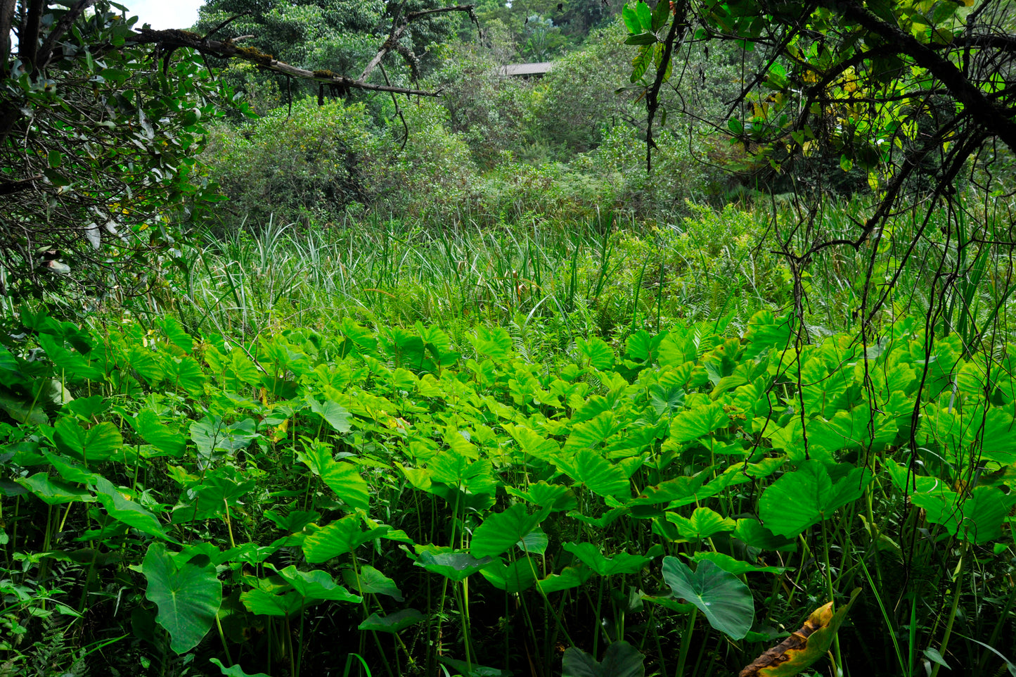 Soft Green Spring