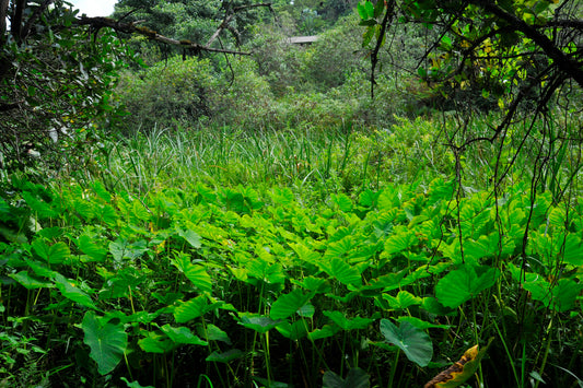 Soft Green Spring