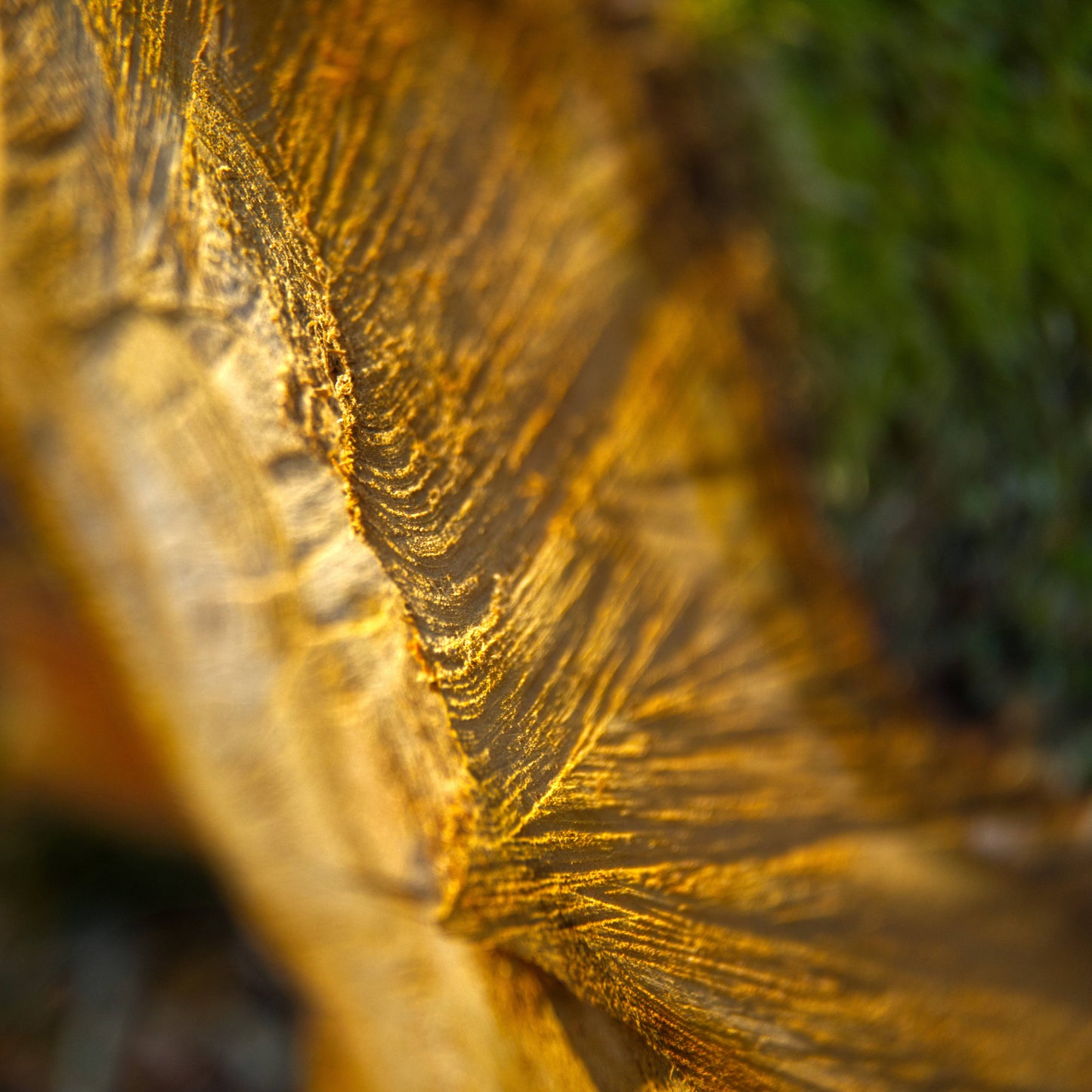 Mountain ridge of wood