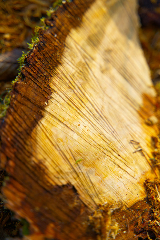 The inner workings of wood
